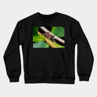 Unique and organic photo of a bagworm (emerged) Crewneck Sweatshirt